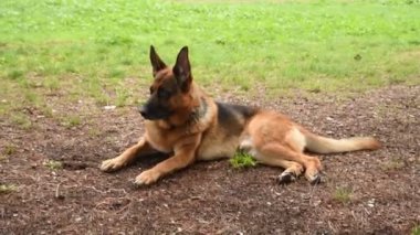 Roma 'daki parkta Alman çoban köpeği