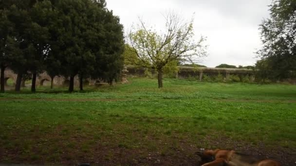 Duitse Herder Het Park Rome — Stockvideo