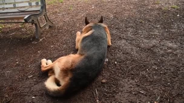 Roma Daki Parkta Alman Çoban Köpeği — Stok video