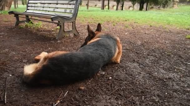 Roma Daki Parkta Alman Çoban Köpeği — Stok video