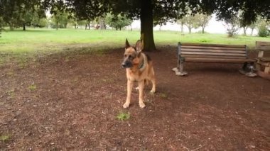 Roma 'daki parkta Alman çoban köpeği