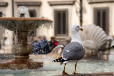 Roma 'nın tarihi merkezinde bir çeşmede dinlenen martı.