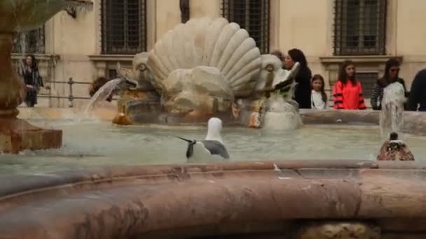 Gaviota Descansando Sobre Una Fuente Centro Histórico Roma — Vídeos de Stock