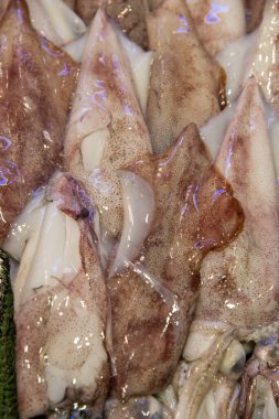 Roma 'daki Günlük Balık Pazarı