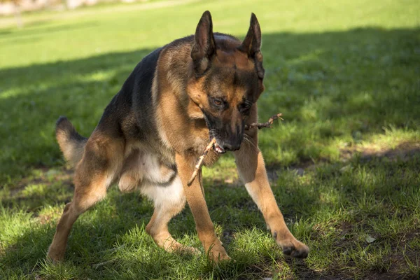 Німецький Собака Пастух Біжить Парку — стокове фото