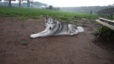Alaska Malamute köpeği, Roma 'daki parkta mutlu mesut koşuyor.