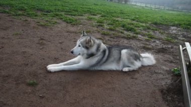 Alaska Malamute köpeği, Roma 'daki parkta mutlu mesut koşuyor.