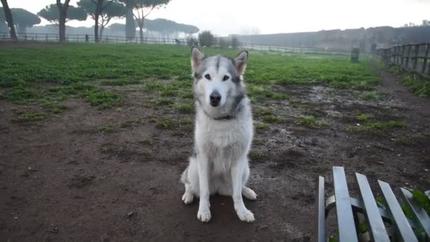 Perro Malamute Alaska Corriendo Feliz Parque Roma — Vídeos de Stock