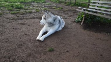 Alaska Malamute köpeği, Roma 'daki parkta mutlu mesut koşuyor.