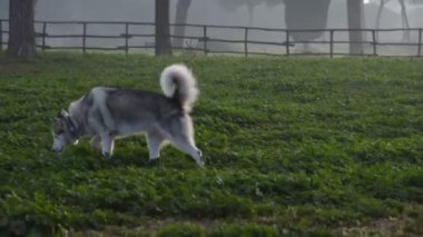 Alaska Malamute köpeği, Roma 'daki parkta mutlu mesut koşuyor.