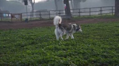 Alaska Malamute köpeği, Roma 'daki parkta mutlu mesut koşuyor.