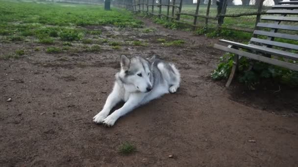 Alaskan Malamute Pies Działa Szczęśliwy Parku Rzymie — Wideo stockowe