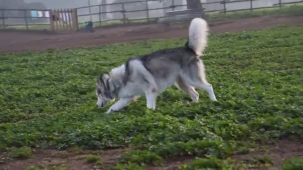 Perro Malamute Alaska Corriendo Feliz Parque Roma — Vídeo de stock