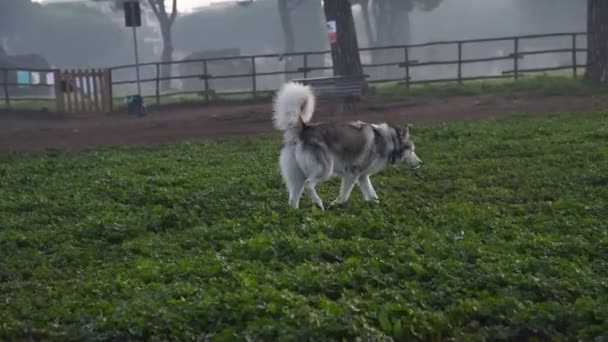 Alaskan Malamute Dog Běh Šťastný Parku Římě — Stock video