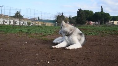 Alaska Malamute köpeği, Roma 'daki parkta mutlu mesut koşuyor.