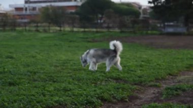 Alaska Malamute köpeği, Roma 'daki parkta mutlu mesut koşuyor.