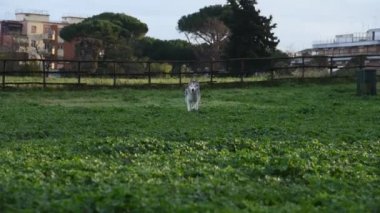 Alaska Malamute köpeği, Roma 'daki parkta mutlu mesut koşuyor.