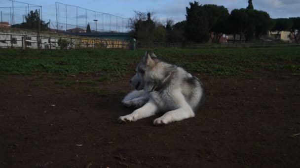 Alaskan Malamute Dog Esecuzione Felice Parco Roma — Video Stock