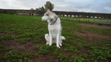 Alaska Malamute köpeği, Roma 'daki parkta mutlu mesut koşuyor.
