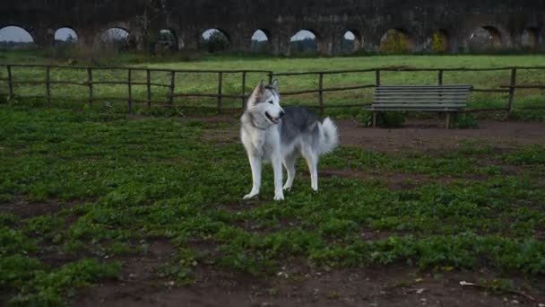 阿拉斯加恶狗 在罗马公园快乐地奔跑着 — 图库视频影像