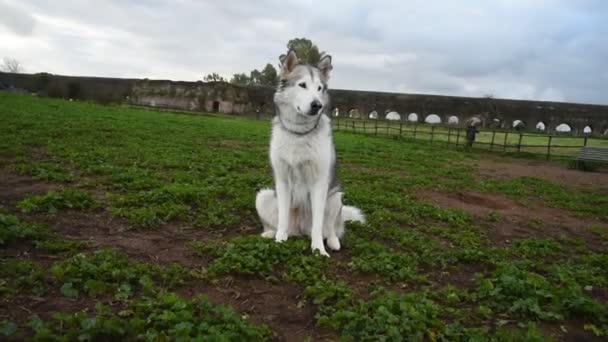 Alaskan Malamute Pies Działa Szczęśliwy Parku Rzymie — Wideo stockowe