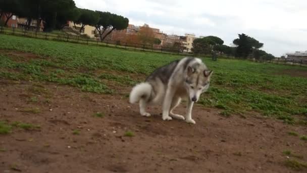 ローマの公園で幸せを走っているアラスカのマラメット犬 — ストック動画