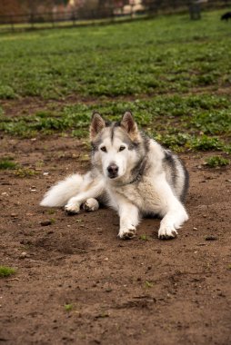 Alaska Malamute köpeği, Roma 'daki parkta mutlu mesut koşuyor.