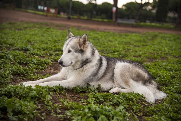 Alaskan malamute hund, läuft glücklich im park in rom — Stockfoto