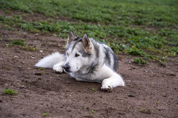 阿拉斯加恶狗，在罗马公园快乐地奔跑着 — 图库照片