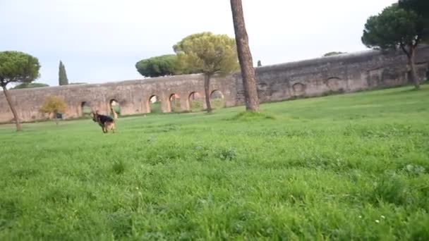 Chien de berger allemand jouant au parc de Rome  