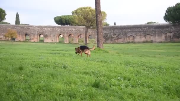 Chien de berger allemand jouant au parc de Rome  