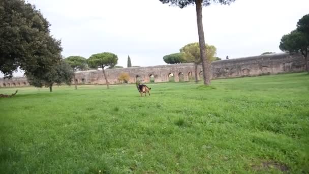 Chien de berger allemand jouant au parc de Rome  