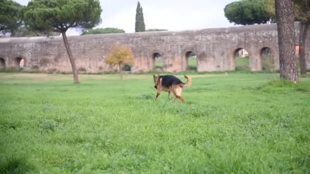 Chien de berger allemand jouant au parc de Rome  