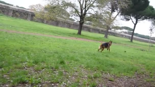 Perro Pastor Alemán Jugando Parque Park Roma — Vídeo de stock