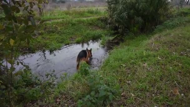 Alman Çoban Köpeği Roma Daki Parkta Oynuyor — Stok video