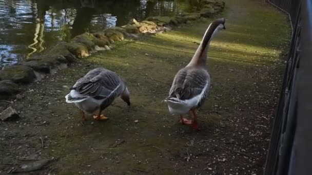 ローマにあるVilla Borghese Park — ストック動画