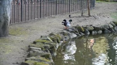 Roma 'daki Villa Borghese Parkı.