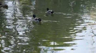 Roma 'daki Villa Borghese Parkı.