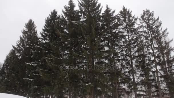 Pohon cemara besar pada hari musim dingin mendung — Stok Video