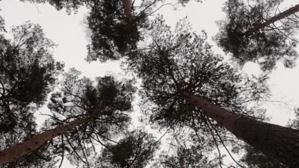 Vítr otřásl stromy pohled zdola — Stock video