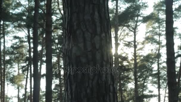 Západ slunce v borovém lese — Stock video