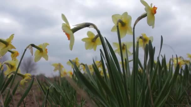 Yellow Daffodils sway in a gentle breeze on a cloudy day. — Stock Video