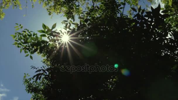 Εκτυφλωτικό φως του ήλιου μέσα από τα κλαδιά ενός δέντρου — Αρχείο Βίντεο