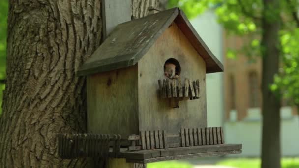 Un écureuil merveilleux regarde hors de sa cabane dans les arbres — Video