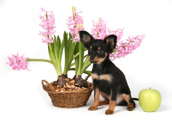 Russian Toy met flowerr voor witte achtergrond jurk whit oranje — Stockfoto