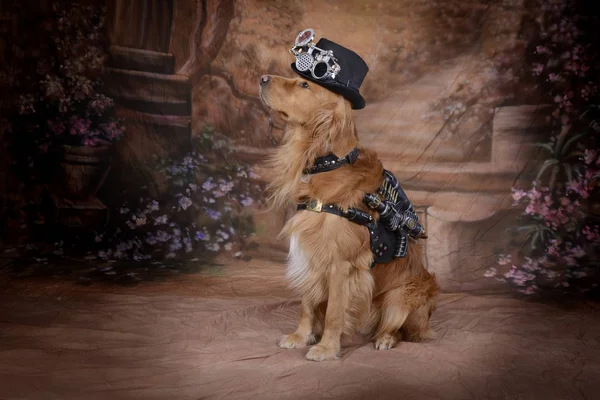Golden Retriever pies ubrania Steampunk strój pistolet węży siłowniki — Zdjęcie stockowe