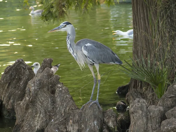 Heron bird resting — Stock Photo, Image