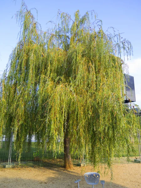 Willow tree in a park — Stock Photo, Image