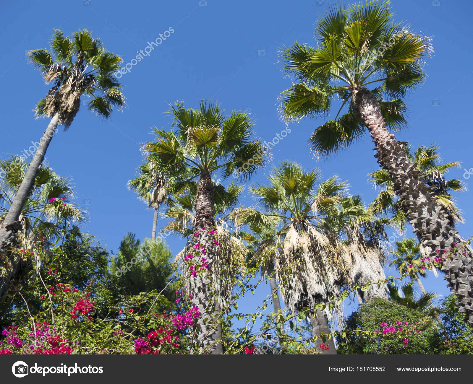 Palm Tree Flowers