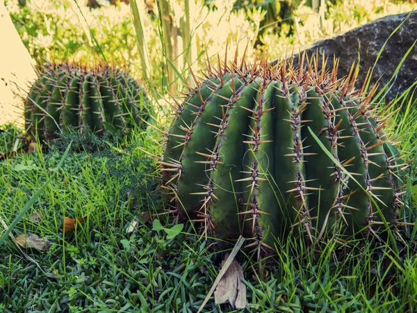 Ronde cactus — Stockfoto